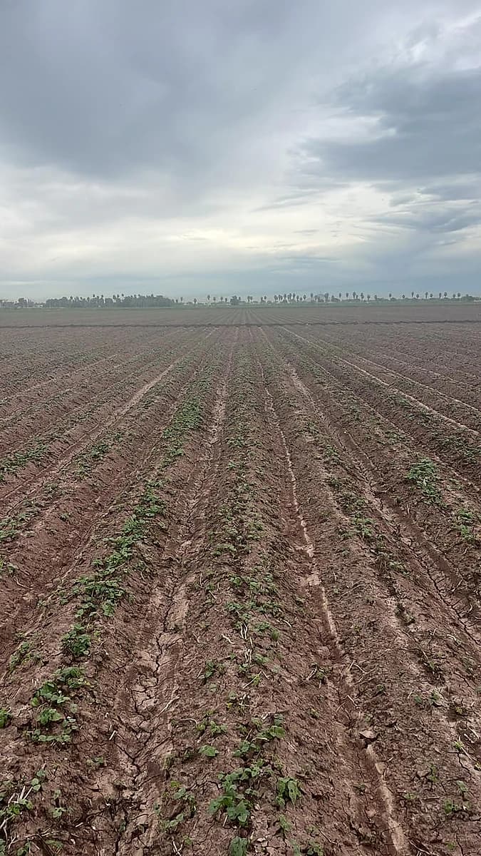 Terreno Agricola CUM
