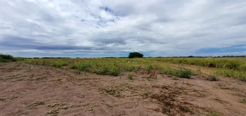 13_2691 | En Venta excelente Predio Agrícola, San Miguel Zapotitlán. | Castillo Bienes Raíces